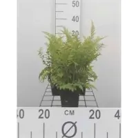 GRDplanten 6 x Polystichum set. 'Dahlem' - Filigranfarn 'Dahlem' - Topf 9 x 9 cm