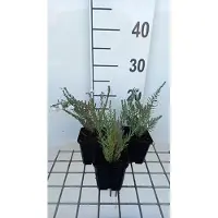 GRDplanten 6 x Linum perenne 'Diamant' - Linum - Topf 9 x 9 cm