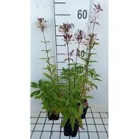 GRDplanten 6 x Saponaria officinalis - Seifenkraut - Topf 9 x 9 cm