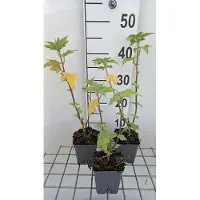 GRDplanten 6 x Lavatera hybr. 'Lilac Lady' - Buschmalve - Topf 9 x 9 cm
