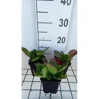 GRDplanten 6 x Bergenia hybr. 'Baby Doll' - pseudodictamnus - Topf 9 x 9 cm