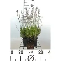 GRDplanten 6 x Lavandula ang. 'Rosea' - Lavendel - Topf 9 x 9 cm