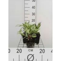 GRDplanten 6 x Oenothera macrocarpa (missouriensis) - Nachtkerze - Topf 9 x 9 cm