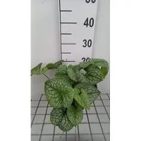 GRDplanten 6 x Brunnera macr. 'Jack of Diamonds' - Kaukasisches Vergissmeinnicht - Topf 9 x 9 cm