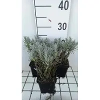 GRDplanten 6 x Lavandula int. 'Grappenhall' - Lavendel - Topf 9 x 9 cm