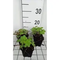 GRDplanten 6 x Geranium hybr. 'Salomé' - Storchenschnabel- Topf 9 x 9 cm