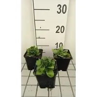 GRDplanten 6 x Gentiana asclepiadea - Schwalbenwurz-Enzian - Topf 9 x 9 cm