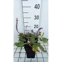 GRDplanten 6 x Salvia sylv. 'Serenade' - Sternmoos - Topf 9 x 9 cm