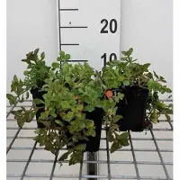 GRDplanten 6 x Sedum spur. 'Purpurteppich' - Fettblatt - Topf 9 x 9 cm