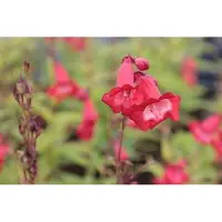 GRDplanten 6 x Penstemon hybr. 'Rubicunda' - Bartfaden - Topf 9 x 9 cm