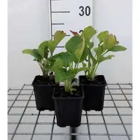 GRDplanten 6 x Rudbeckia occ. 'Green Wizard' - Sonnenhut - Topf 9 x 9 cm