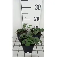 GRDplanten 6 x Geranium sang. 'Apfelblüte' - Storchenschnabel- Topf 9 x 9 cm