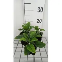 GRDplanten 6 x Omphalodes verna 'Alba' - Omphalodes - Topf 9 x 9 cm