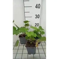 GRDplanten 6 x Heuchera villosa var. Macrorrhiza - Purpurglöckchen - Topf 9 x 9 cm
