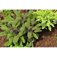 GRDplanten 6 x Salvia off. 'Purpurascens' - Sternmoos - Topf 9 x 9 cm