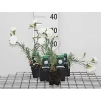 GRDplanten 6 x Dianthus (p) 'Haytor White' - Nelke - Topf 9 x 9 cm