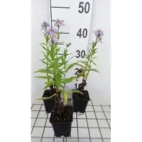 GRDplanten 6 x Aster n.-b. 'Dauerblau' - Herbstaster - Topf 9 x 9 cm