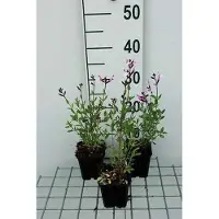 GRDplanten 6 x Salvia greggii 'Joy' - Sternmoos - Topf 9 x 9 cm