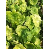 GRDplanten 6 x Podophyllum hybr. 'Spotty Dotty' - Podophyllum - Topf 9 x 9 cm