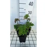 GRDplanten 6 x Teucrium hyrcanicum - Gamander - Topf 9 x 9 cm