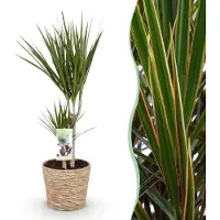 Pflanzenboutique Dracaena Marginata - Drachenbaum - Pflegeleicht - mit Korb - Grün - 70-80cm - Ø17cm - Zimmerpflanze - Immergrün