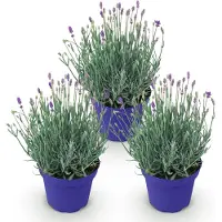 Green Boutiq GreenboutiQ - Gartenpflanze - Lavandula angustifolia Hidcote - Lavendel - Winterhart - Lila - 3 Pflanzen - Topf 12cm - Höhe 15-25cm