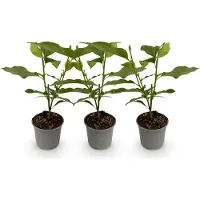 Green Boutiq GreenboutiQ - Gartenpflanze - Magnolia liliiflora Nigra - Blüte Lila - 3 Pflanzen - Laubabwerfend - Wenig Pflege - Topf 12cm Höhe 30cm