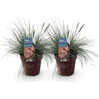 Green Boutiq GreenboutiQ - Ziergräser - Festuca glauca Intense Blue - Blau - 2 Pflanzen - Immergrün - Wenig Pflege - Topf 17cm Höhe 50cm