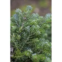 Pflanzen für Dich Koreanische Tanne Silberperl 12-15 cm, im Topf - Abies koreana, immergrün