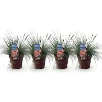 Green Boutiq GreenboutiQ - Ziergräser - Festuca glauca Intense Blue - Blau - 4 Pflanzen - Immergrün - Wenig Pflege - Topf 17cm Höhe 50cm