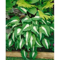 Pflanzen für Dich Funkie Night before Christmas, im Topf - Hosta x cult.