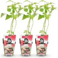 Green Boutiq GreenboutiQ - Obstpflanzen - Himbeere - Rubus idaeus Heritage - Winterhart - 3 Pflanzen - Topf 9 cm - Rote Himbeere