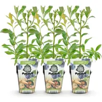 Green Boutiq GreenboutiQ - Obstpflanzen - Blaubeere - Vaccinium corymbossum Bluegold - Winterhart - 3 Pflanzen - Topf 9 cm - Blaubeere