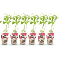 Green Boutiq GreenboutiQ - Obstpflanzen - Himbeere - Rubus idaeus Ottawa - Winterhart - 6 Pflanzen - Topf 9 cm - Rote Himbeere