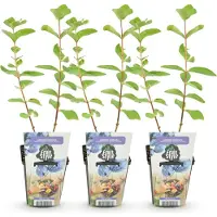 Green Boutiq GreenboutiQ - Obstpflanzen - Honigbeere - Lonicera caerulea Kamtschatica - Winterhart - 3 Pflanzen - Topf 9 cm - Blaubeere