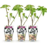 Green Boutiq GreenboutiQ - Obstpflanzen - Schwarze Johannisbeere - Ribes nigrum Titania - Winterhart - 3 Pflanzen - Topf 9 cm - Schwarze Johannisbeere