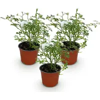 Green Boutiq - Gartenrose - Rosa White Fairy - Rose - Winterhart - Weiß - 3 Pflanzen - Topf 12cm - Höhe 20-25cm