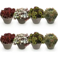 Green Boutiq GreenboutiQ - Bodendecker - Winterhart - Sempervivum Big Sam - 8 Pflanzen - Wenig Pflege - Topf 14cm Höhe 17cm