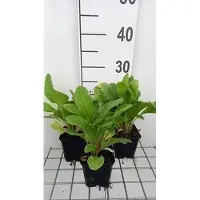 GRDplanten 6 x Primula bulleesiana ( moerheimii) - Kugelprimel - Topf 9 x 9 cm