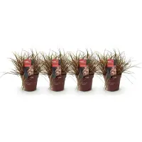 Green Boutiq GreenboutiQ - Ziergräser - Uncinia rubra Everflame - Rot - 4 Pflanzen - Immergrün - Wenig Pflege - Topf 17cm Höhe 50cm