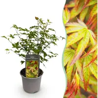 Green Boutiq GreenboutiQ - Gartenpflanze - Acer palmatum Little Princess - Grün - 1 Pflanze - Laubabwerfend - Wenig Pflege - Topf 12cm Höhe 35cm