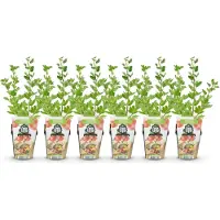 Green Boutiq GreenboutiQ - Obstpflanzen - Jostabeere - Ribes uva-crispa Hinnonmaki Rod - Winterhart - 6 Pflanzen - Topf 9 cm - Rote Johannisbeere