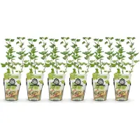 Green Boutiq GreenboutiQ - Obstpflanzen - Stachelbeere - Ribes uva-crispa Hinnonmaki Grun - Winterhart - 6 Pflanzen - Topf 9 cm - Grüne Beere