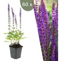 Frank GmbH Plants by Frank | 60 Salbei Pflanzen | Salvia Nemorosa 'Ostfriesland' | Bodendecker | Winterhart | Gartenpflanzen