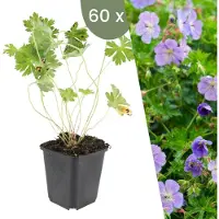 Frank GmbH Plants by Frank | 60 Storchschnabel Pflanzen | Geranium 'Rozanne' | Bodendecker | Winterhart | Mehrjährig | Gartenpflanzen