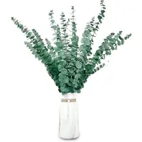 OEM Eucalyptus-Set aus 20 getrockneten Zweigen für stilvolle Dekoration und Aromatherapie