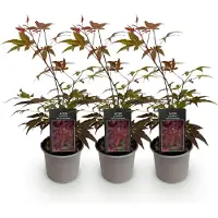 Green Boutiq GreenboutiQ - Gartenpflanze - Acer palmatum Atropurpureum - Lila - 3 Pflanzen - Laubabwerfend - Pflegeleicht - Topf 12cm Höhe 35cm