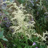 Arborix 6 x Weißblühender China-Beifuß Artemisia,actiflora Topf 9cm Weiße Blüten