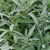 Arborix 6 x Echter Salbei Salvia officinalis Topf 9cm Immergrün
