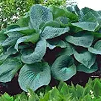 Arborix 6 x Funkie 'Big Daddy' Hosta Topf 9cm Großes Blaugrünes Blatt